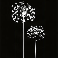 Original Photogram / Seedpods - art by artist from Canada Florigin - artterra online art gallery - Buy art of Canada Online - We ship to USA and Canada