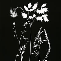 Original Photogram / Wildflowers 02 - art by artist from Canada Florigin - artterra online art gallery - Buy art of Canada Online - We ship to USA and Canada