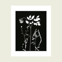 Original Photogram / Wildflowers 02 - art by artist from Canada Florigin - artterra online art gallery - Buy art of Canada Online - We ship to USA and Canada