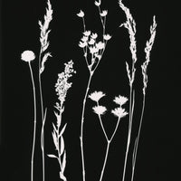 Original Photogram / Wildflowers 01 - art by artist from Canada Florigin - artterra online art gallery - Buy art of Canada Online - We ship to USA and Canada