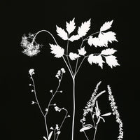 Original Photogram / Wildflowers 02 - art by artist from Canada Florigin - artterra online art gallery - Buy art of Canada Online - We ship to USA and Canada