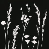 Original Photogram / Wildflowers 01 - art by artist from Canada Florigin - artterra online art gallery - Buy art of Canada Online - We ship to USA and Canada