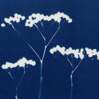 Original Cyanotype / Four - art by artist from Canada Florigin - artterra online art gallery - Buy art of Canada Online - We ship to USA and Canada