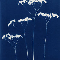 Original Cyanotype / Four - art by artist from Canada Florigin - artterra online art gallery - Buy art of Canada Online - We ship to USA and Canada
