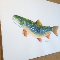 Brook Trout - art by artist from Canada Pamela Paulenko - artterra online art gallery - Buy art of Canada Online - We ship to USA and Canada