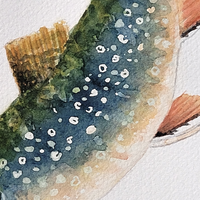 Brook Trout - art by artist from Canada Pamela Paulenko - artterra online art gallery - Buy art of Canada Online - We ship to USA and Canada