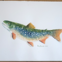 Brook Trout - art by artist from Canada Pamela Paulenko - artterra online art gallery - Buy art of Canada Online - We ship to USA and Canada