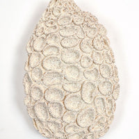 Drosera (Sundew) - art by artist from Canada Gina Jacklin - artterra online art gallery - Buy art of Canada Online - We ship to USA and Canada