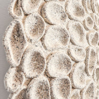 Drosera (Sundew) - art by artist from Canada Gina Jacklin - artterra online art gallery - Buy art of Canada Online - We ship to USA and Canada