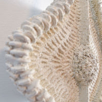 Navicula Diatom - art by artist from Canada Gina Jacklin - artterra online art gallery - Buy art of Canada Online - We ship to USA and Canada