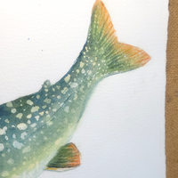 Lake Trout - art by artist from Canada Pamela Paulenko - artterra online art gallery - Buy art of Canada Online - We ship to USA and Canada