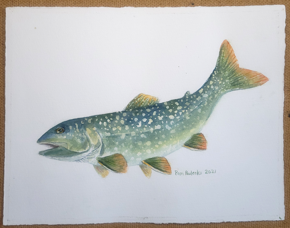 http://artterra.ca/cdn/shop/products/LakeTrout_front_png.png?v=1678331378