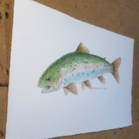 Rainbow Trout - art by artist from Canada Pamela Paulenko - artterra online art gallery - Buy art of Canada Online - We ship to USA and Canada