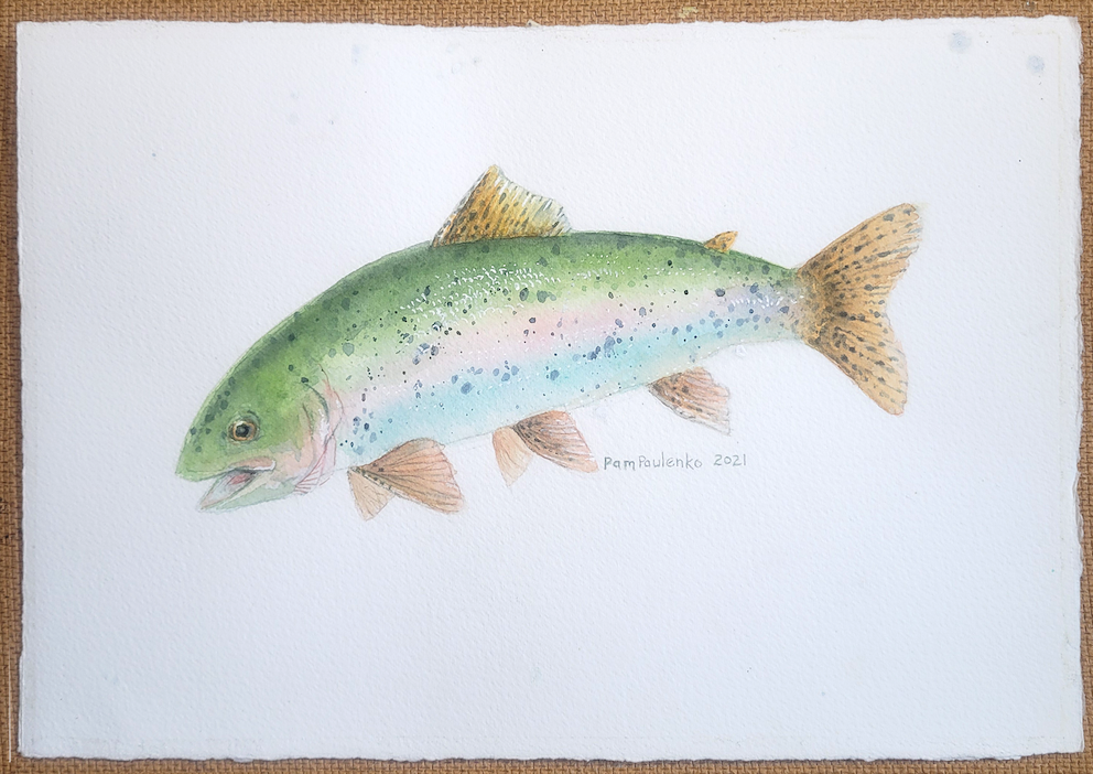 Rainbow Trout Illustration in Water-color and Black Pen Digital Download -   Canada