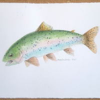 Rainbow Trout - art by artist from Canada Pamela Paulenko - artterra online art gallery - Buy art of Canada Online - We ship to USA and Canada
