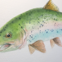 Rainbow Trout - art by artist from Canada Pamela Paulenko - artterra online art gallery - Buy art of Canada Online - We ship to USA and Canada