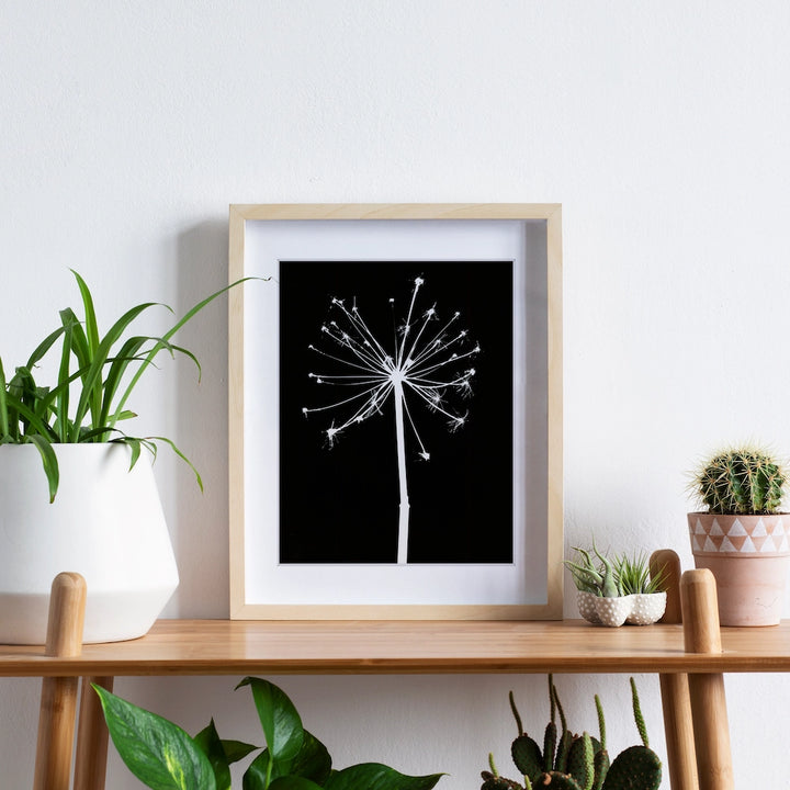 This contemporary wall art piece is available for purchase at the artterra art gallery, created by Canadian artist Jo Thomson from Florigin located in Ontario, Canada. The minimal art piece features a unique print of a dandelion flower in shades of white and black, making it a stunning addition to any room. Shop for Canadian art online and discover unique pieces at the artterra art gallery