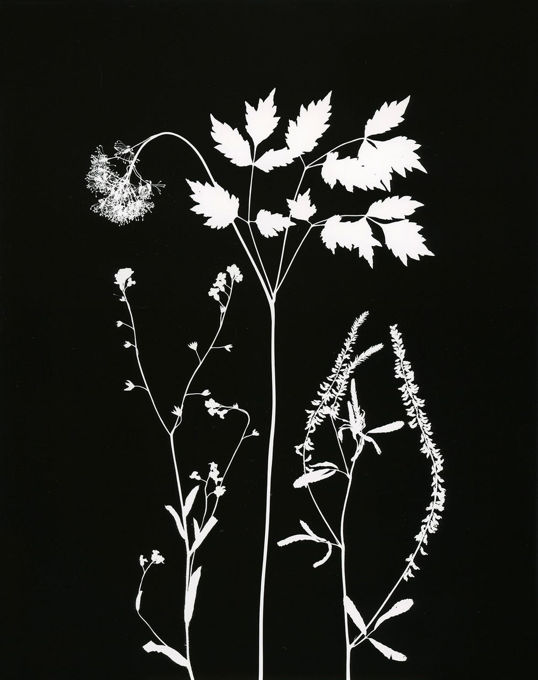 Original Photogram / Wildflowers 02 - art by artist from Canada Florigin - artterra online art gallery - Buy art of Canada Online - We ship to USA and Canada