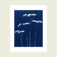 Original Cyanotype / Four - art by artist from Canada Florigin - artterra online art gallery - Buy art of Canada Online - We ship to USA and Canada