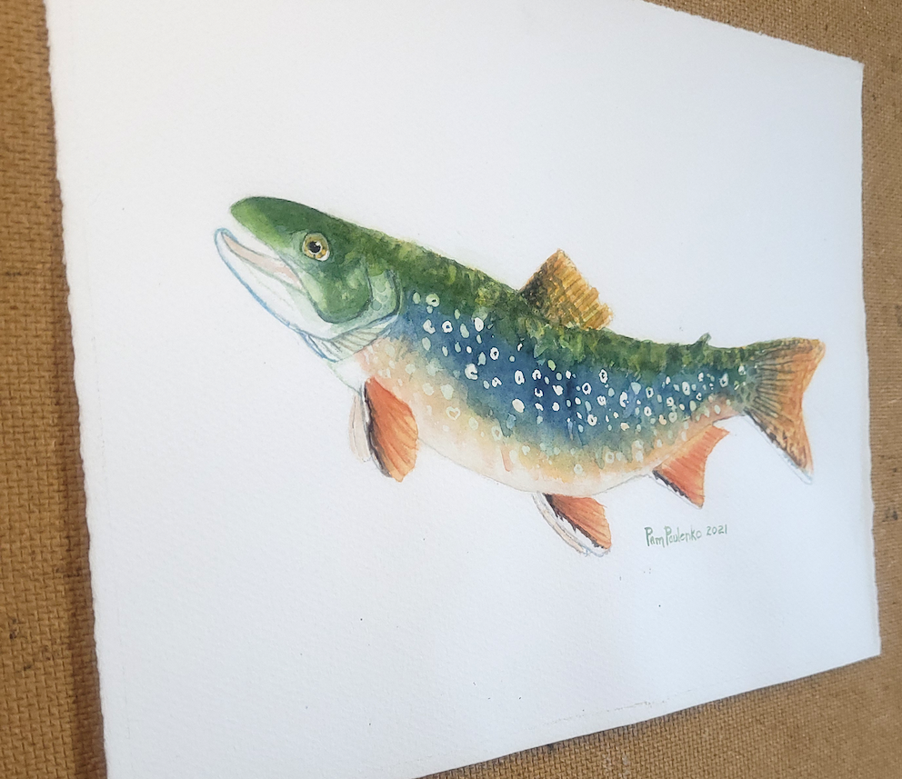 Brook Trout - art by artist from Canada Pamela Paulenko - artterra online art gallery - Buy art of Canada Online - We ship to USA and Canada