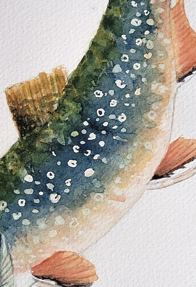 Brook Trout, Appalachian Brook Trout, Speckled Trout, Trout Art, Trout  Watercolor, Fly Fishing Art, Brook Trout Art, Lake House Decor 