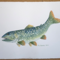 Lake Trout - art by artist from Canada Pamela Paulenko - artterra online art gallery - Buy art of Canada Online - We ship to USA and Canada