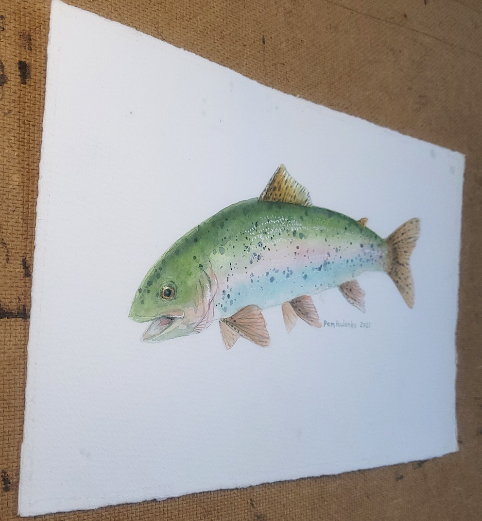 Rainbow Trout – Artterra