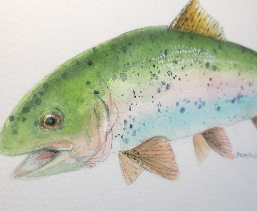 Rainbow Trout - art by artist from Canada Pamela Paulenko - artterra online art gallery - Buy art of Canada Online - We ship to USA and Canada